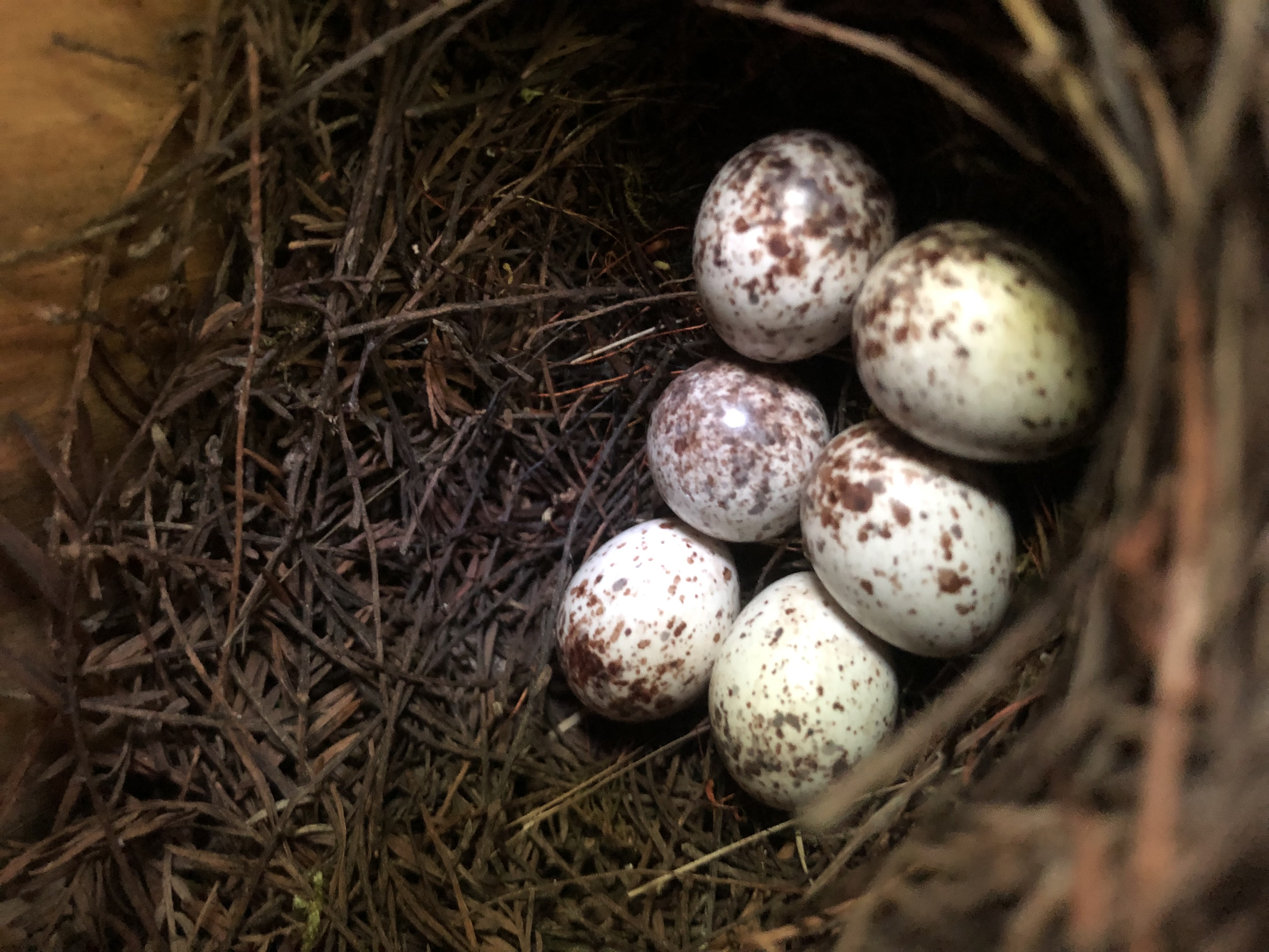 Eggs of the Prothonotary Warbler 